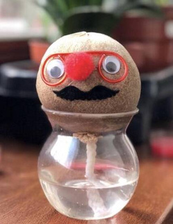 TRAWEK BUZIA FIGURKA GŁOWA DO PODLEWANIA Z ROŚLINĄ TRAWA OZDONA DO HODOWLA