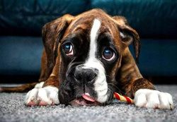 HAFT DIAMENTOWY MOZAIKA 5D DIAMENTOWA Pies Buldog