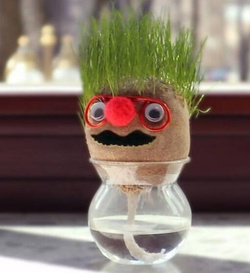 TRAWEK BUZIA FIGURKA GŁOWA DO PODLEWANIA Z ROŚLINĄ TRAWA OZDONA DO HODOWLA