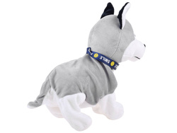 Interaktywny Piesek Husky REAGUJE Na Dotyk Dziecka