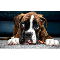 HAFT DIAMENTOWY MOZAIKA 5D DIAMENTOWA Pies Buldog